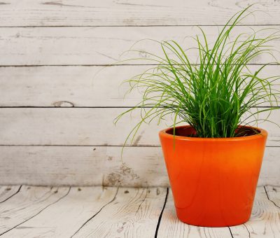 Producent doniczek plastikowych – kto go szuka