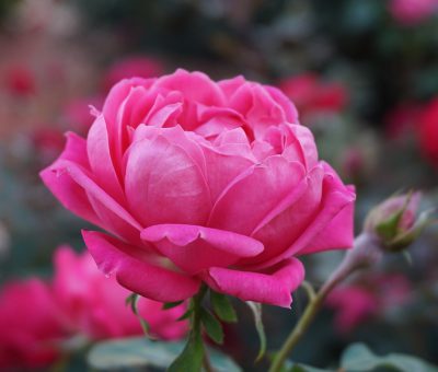 Róże zadbają o ozdobę i piękny zapach w ogrodzie