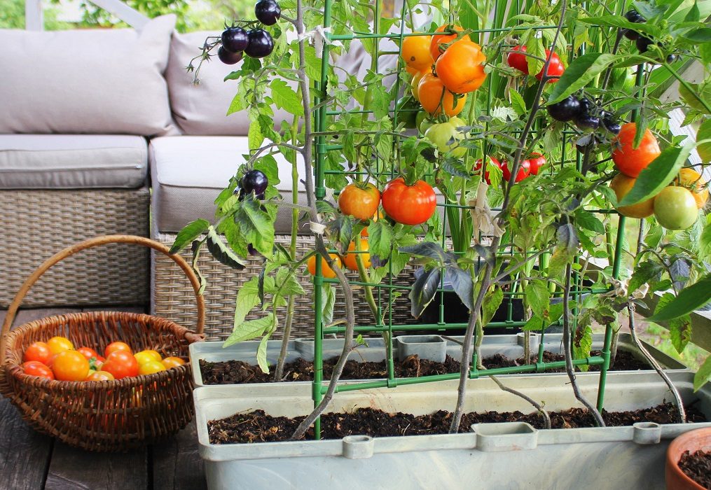 Ogródek w skrzyniach – pomysł na uprawy balkonowe lub tarasowe